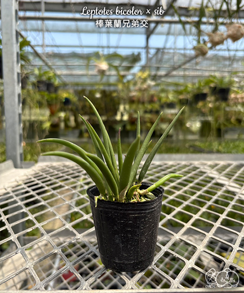 美琪園藝Miki Orchid - 批發詳細頁